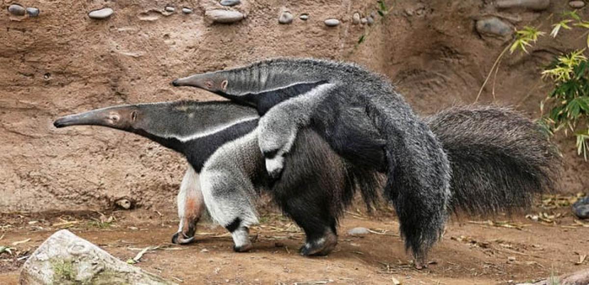 You become product of what you think and do….HR message of Anteater